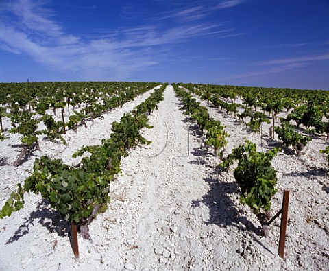 Palomino Fino vines in the albariza soil of Emilio Lustaus Montegillilo vineyard north of Jerez de la Frontera Andalucia   Spain Sherry