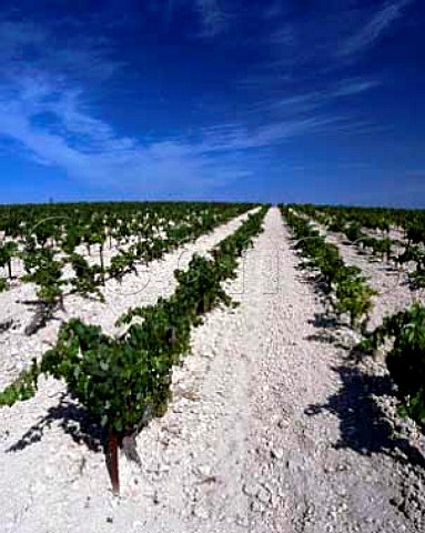 Palomino Fino vines planted in the superb albariza   soil almost pure chalk of Emilio Lustaus   Montegillilo vineyard north of Jerez de la Frontera   Spain Sherry