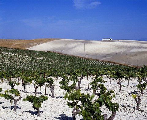 Palomino Fino vines planted in the albariza soil almost pure chalk of Emilio Lustaus Montegillilo vineyard north of Jerez de la Frontera   Andaluca Spain Sherry