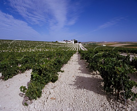 The albariza soil almost pure chalk of Osbornes   Vina el Caballo west of Jerez de la Frontera Spain   Sherry