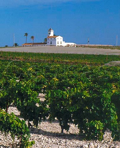 Vineyards near Sanlcar de Barrameda Andaluca   Spain  Sherry