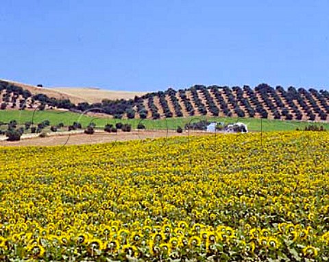 Sunflowers and olive groves near   Arcos de la Frontera Andaluca Spain