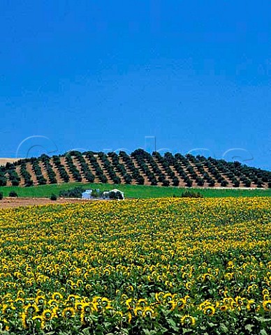 Sunflowers and olive grove East of Arcos de la   Frontera Andalucia Spain