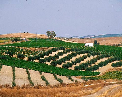 Vineyards and olive grove near Montilla Andaluca   Spain  DO MontillaMoriles