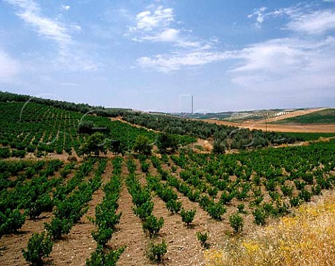 Vineyards and olive grove near Montilla Andalucia   Spain  DO MontillaMoriles