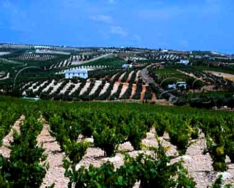 Vineyards and olive groves cover the hills near   Montilla Andalucia Spain DO MontillaMoriles