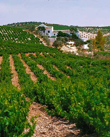 Vineyards and white farmhouse near Montilla   Andaluca Spain   DO MontillaMoriles