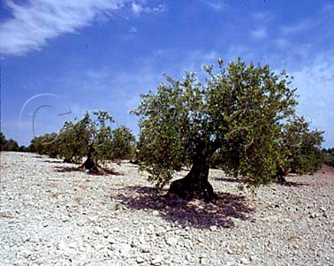 Olive grove near Montilla Andaluca Spain