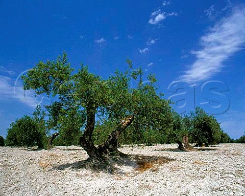 Olive grove near Montilla Andalucia Spain