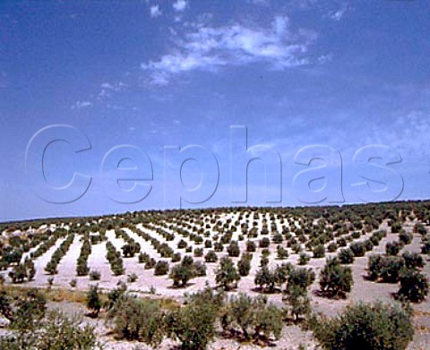 Olive groves near Montilla Andaluca Spain