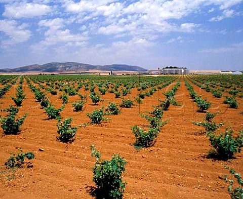 Vineyards of Casa de la Via estate  It has thelargest planting of the Cencibel grape in theregion 950ha out of 1000ha of vines and has beencalled the most important estate in Valdepeas   CastillaLa Mancha Spain  DO Valdepeas