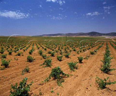 The estate of Casa de la Via southeast of La Solona has the largest planting of the Cencibel grape in the region 950 ha 2350 acres Castillala Mancha Spain  DO Valdepeas