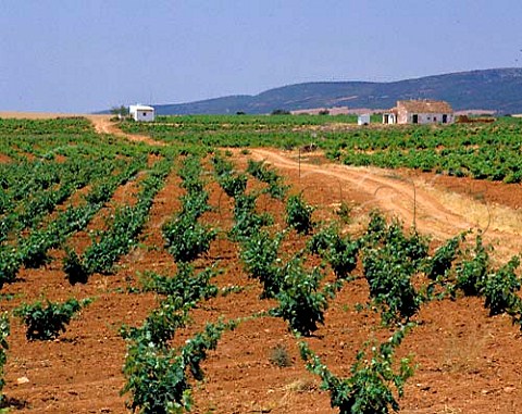 Vineyards on the remote estate of Casa de la Via   southeast of La Solona has the largest planting of   the Cencibel grape in the region 950 ha 2350   acres CastillaLa Mancha Spain  DO Valdepeas