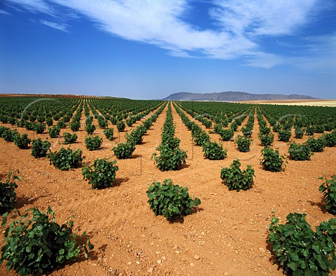 Vineyards near Hellin Albacete Province Spain    DO Jumilla