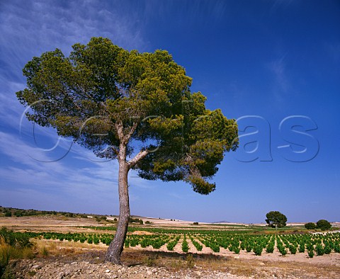 Pine tree and vineyard near Jumilla Murcia Province Spain DO Jumilla