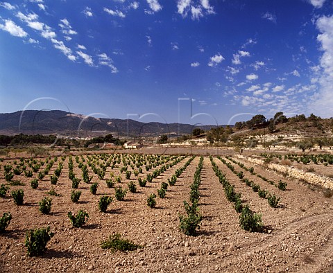 Vineyards at Chinorlet near Pinoso Alicante   Province Spain DO Alicante