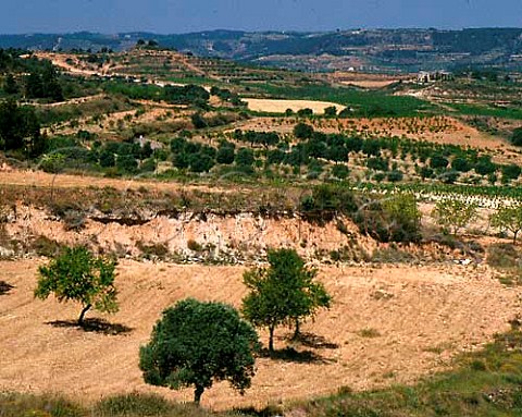 Landscape of vineyards and almond groves   near Gandesa Tarragona Province Spain   DO Terra Alta