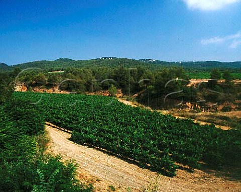 Merlot vineyard on Torres Agulladolc Estate   near Mediona Catalonia Spain Penedes