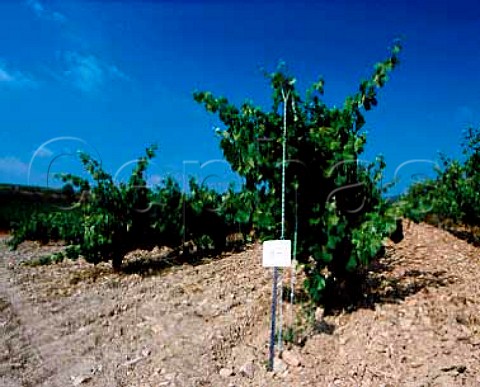 Parellada vines 2 different training systems    Gobelet and Cordon on Torres Agulladolc estate at   an altitude of 360m near Mediona Barcelona Province   Spain Middle Penedes