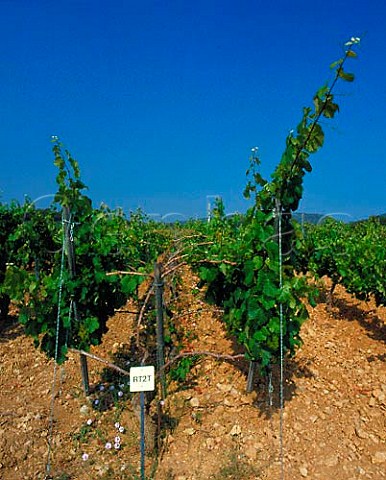 Parellada vines trained on the double cordon system   on Torres Agulladolc estate near Mediona   Catalonia Spain Penedes