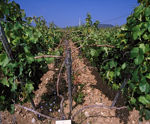 Parellada vines trained on the double cordon system   on Torres Agulladolc estate near Mediona Barcelona   Province Spain   Penedes