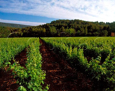 Torres Fransola vineyard at an altitude of 550m near   Santa Maria de Miralles Pinot Noir Sauvignon Blanc   Parellada Gewrztraminer and Riesling are planted   here  Catalonia Spain   Alt Peneds