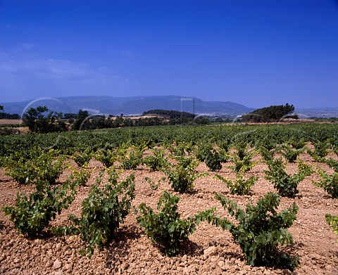 Tempranillo vineyard of Concavins near Montblanc   Tarragona Province Spain DO Conca de Barbera