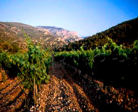 Cabernet Sauvignon vines on the slopes of the Sierra   de Roquerole near Poblet Tarragona Province   Catalonia Spain DO Conca de Barbera