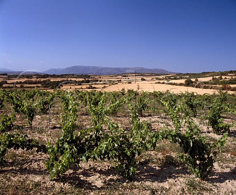 Vineyard near Adahuesca Aragon Spain DO   Somontano