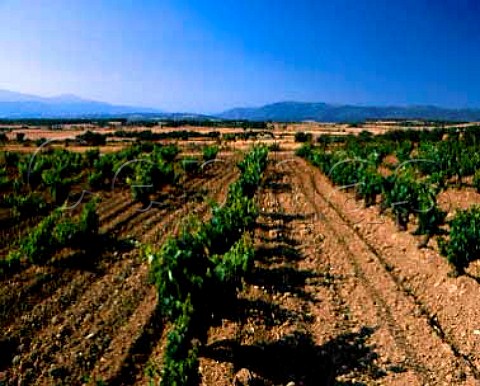 Vineyards near Adahuesca with the foothills of the   Pyrenees in the distance Aragon Spain DO   Somontano