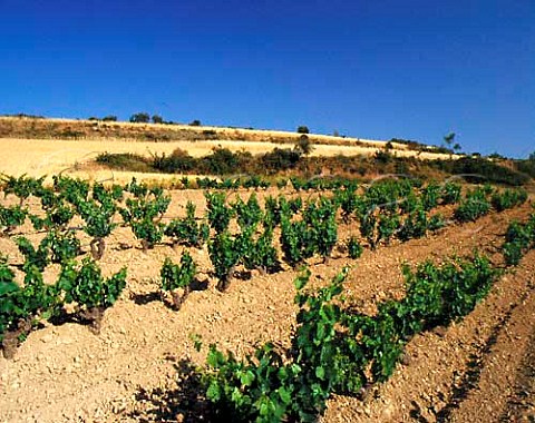 Vineyards near Adahuesca Aragon Spain DO   Somontano