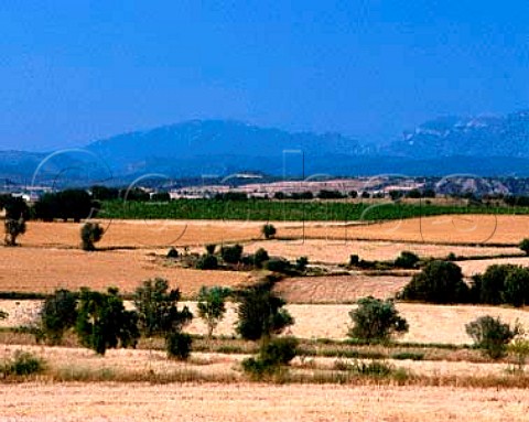 Vineyard west of Barbastro with the foothills of the   Pyrenees in the distance  Aragon Spain DO   Somontano