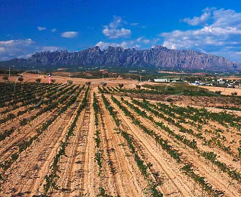 Vineyards of J Raventos Rosell with the Sierra de   Montserrat in the distance near Masquefa   Catalonia Spain   Peneds
