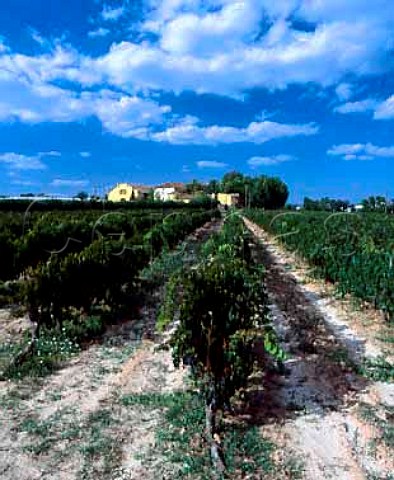 Torres Mas la Plana vineyard Cabernet Sauvignon   at Pacs del Penedes Catalonia Spain     Penedes