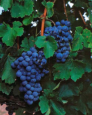 Ripe Cabernet Sauvignon grapes in vineyard of   Concavins high in the Penedes hills above Les   Pobles Catalonia Spain