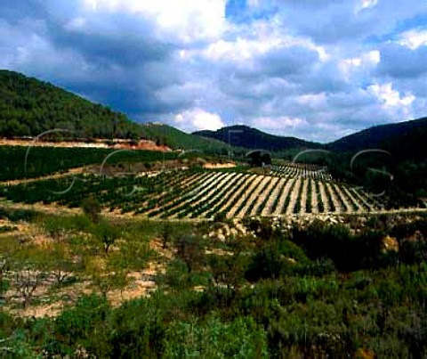 Cabernet Sauvignon vineyards of Concavins high in   the Penedes hills above Les Pobles Catalonia     Although from grapes grown outside the region the   wine can be sold as Conca de Barbera DO