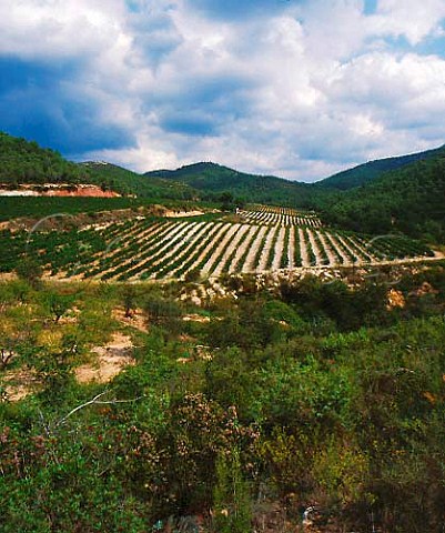 Cabernet Sauvignon vineyards of Concavins high in   the Peneds hills above Les Pobles Catalonia   Spain   Conca de Barber