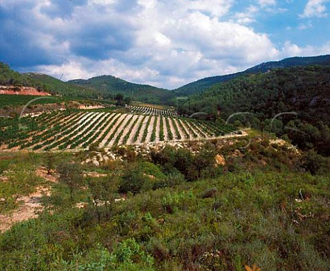 Cabernet Sauvignon vineyards of Concavins high in   the Peneds hills above Les Pobles Catalonia   Spain   Conca de Barber