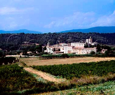 Vineyard by the Monastery of Santes Creus in the far   west of the Penedes region Catalonia Spain