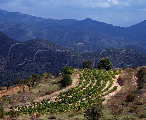 Vineyard near Morera de Montsant Catalonia Spain   Priorato