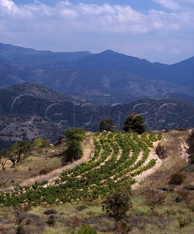 Vineyard near Morera de Montsant Catalonia Spain   Priorato