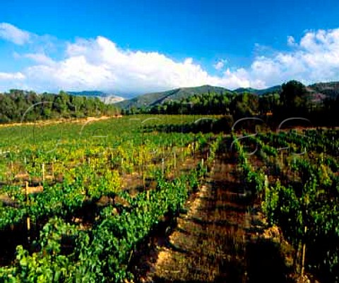 Vineyard near Vimbodi Catalonia Spain Conca de   Barbera DO