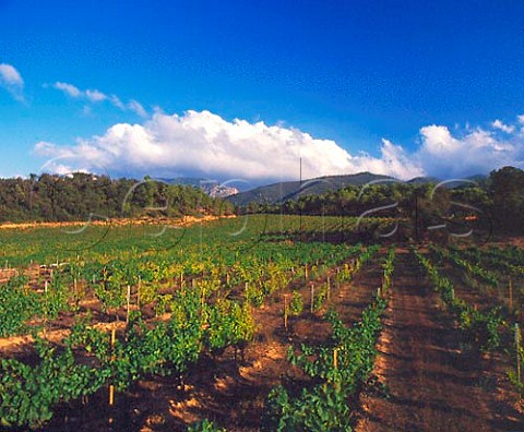 Vineyard near Vimbodi Catalonia Spain Conca de   Barber