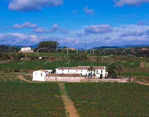 Vineyards of Codorniu near Sant Sadurni dAnoia   Catalonia Spain  Peneds