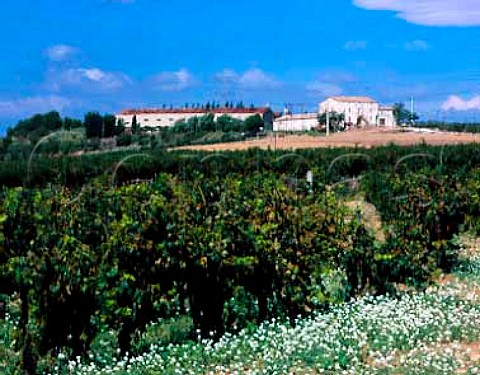 The estate of Jean Leon near Torrelavit Catalonia   Spain   Penedes DO