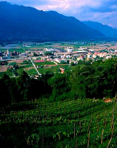 Vineyard above the Ticino Valley near Bellinzona   Ticino Switzerland