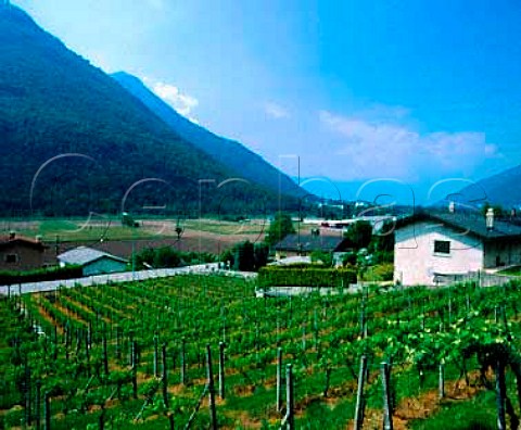 Vineyard at Lumino near Bellinzona Ticino   Switzerland