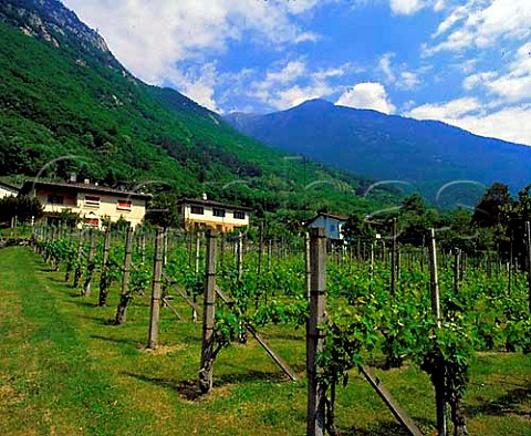 Vineyard at Lumino near Bellinzona Ticino   Switzerland