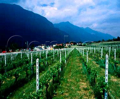 Vineyard near Cresciano in the Ticino Valley   Ticino Switzerland