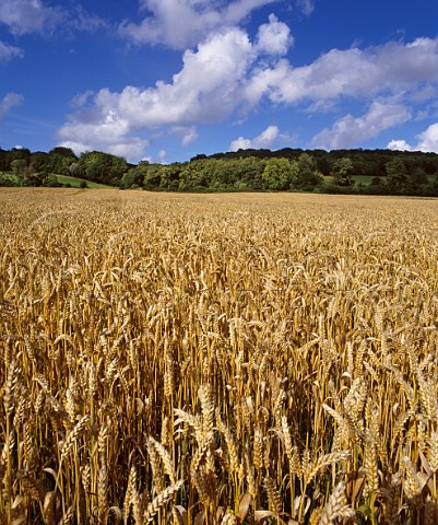 Ripe field of wheat on the North Downs near Dorking Surrey England